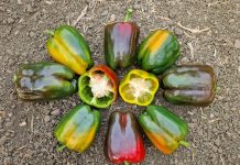 Peperone italiano quadrato varietà MOZZAFIATO F1 e SORPRENDOR F1 disposti a cerchio, con due metà che evidenziano lo spessore della polpa