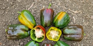 MOZZAFIATO F1 e SORPRENDOR F1: il peperone italiano cambia forma Peperone italiano quadrato varietà MOZZAFIATO F1 e SORPRENDOR F1 disposti a cerchio, con due metà che evidenziano lo spessore della polpa