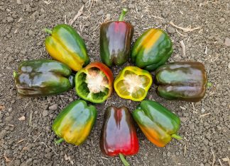 Peperone italiano quadrato varietà MOZZAFIATO F1 e SORPRENDOR F1 disposti a cerchio, con due metà che evidenziano lo spessore della polpa