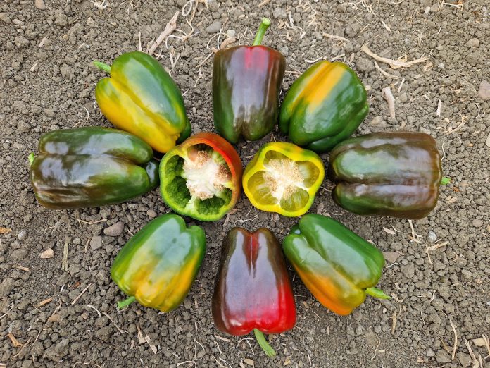 Peperone italiano quadrato varietà MOZZAFIATO F1 e SORPRENDOR F1 disposti a cerchio, con due metà che evidenziano lo spessore della polpa