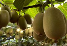 Ortofrutta, export in valore a +7,6% nei primi tre mesi del 2026