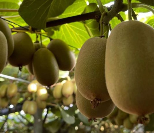 Ortofrutta, export in valore a +7,6% nei primi tre mesi del 2026