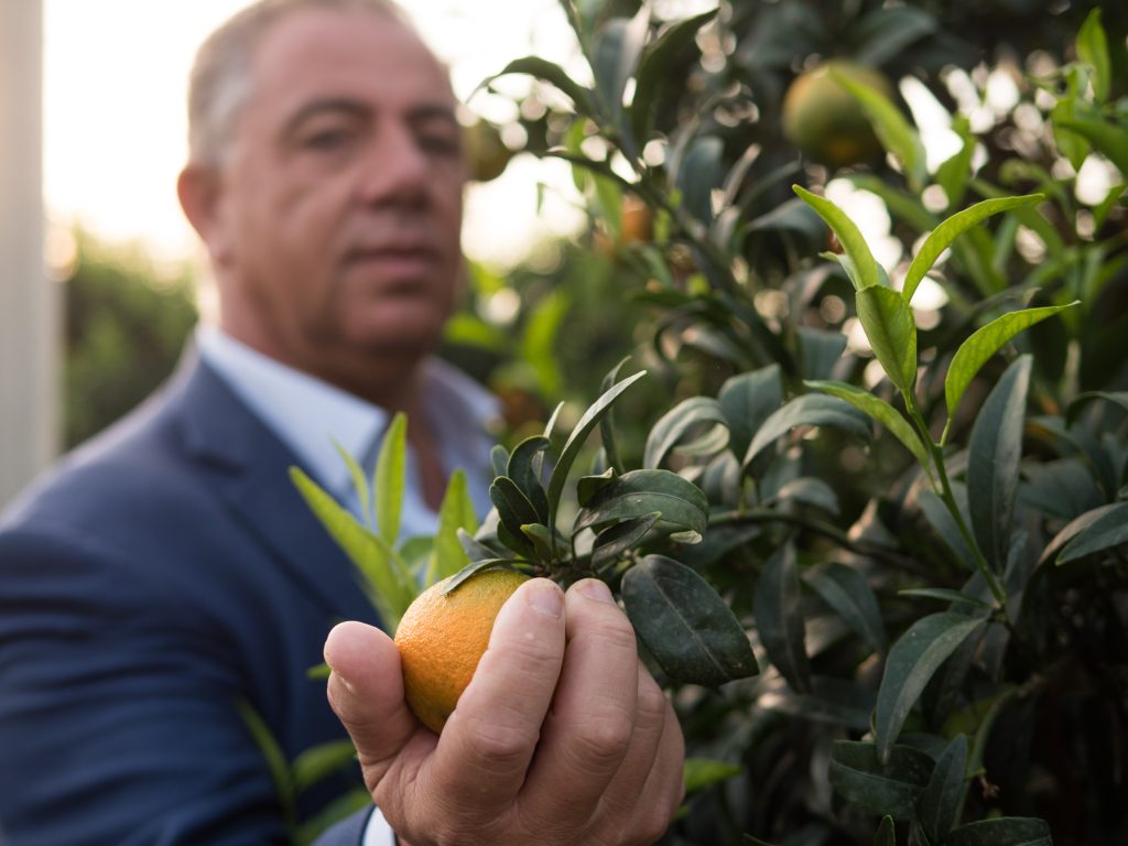 atalino Gallo, presidente della OP Agricor, esamina la qualità di un agrume sulla pianta