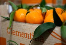 Op Agricor: agrumi premium dalla Piana di Sibari Cassetta di clementine fresche con foglie della OP Agricor