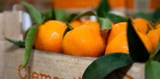 Op Agricor: agrumi premium dalla Piana di Sibari Cassetta di clementine fresche con foglie della OP Agricor