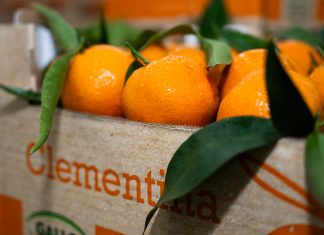 Op Agricor: agrumi premium dalla Piana di Sibari Cassetta di clementine fresche con foglie della OP Agricor