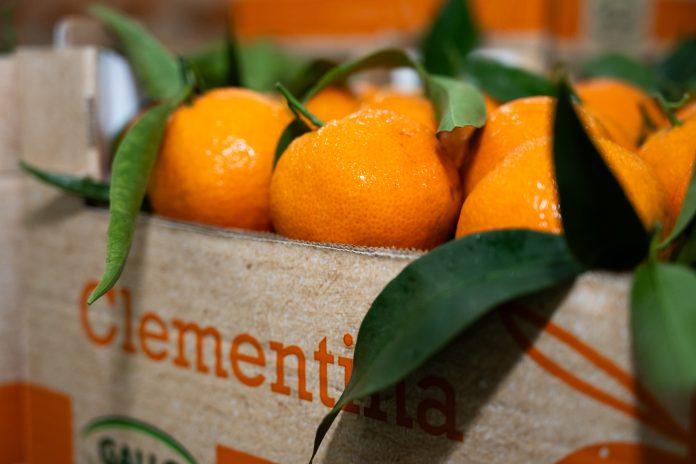 Cassetta di clementine fresche con foglie della OP Agricor