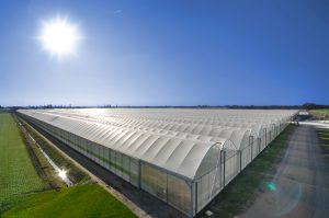 OrtoRomi, serra esterna