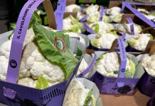 Cavolfiore della Piana del Sele Igp: dopo la prima in gdo, la Prima della Scala Il Cavolfiore della Piana del Sele Igp si distingue a scafale anche per il colore del packaging