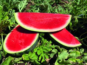 Anguria della gamma MaxiFresh