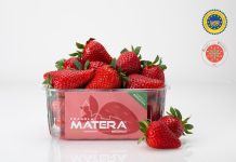 La Fragola della Basilicata a marchio Matera Nicofruit sarà commercializzata con il riconoscimento Igp