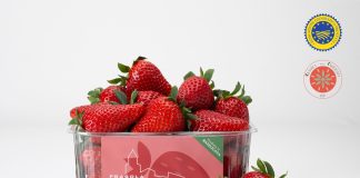 La Fragola della Basilicata a marchio Matera Nicofruit sarà commercializzata con il riconoscimento Igp