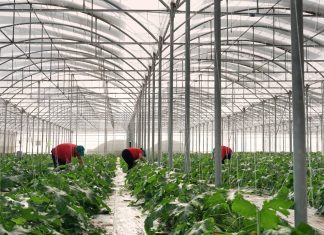 Agroenergie, ortofrutta di qualità dalla Sicilia sotto i pannelli fotovoltaici