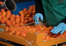 Consumi in crescita per il mandarino Tang Gold della Op Agricor OP Agricor, mandarino Tang Gold