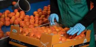 OP Agricor, mandarino Tang Gold