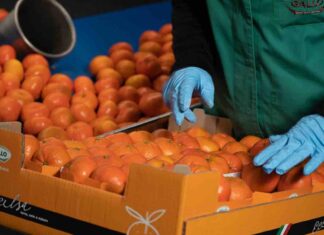 OP Agricor, mandarino Tang Gold