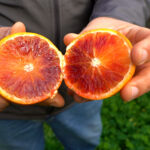 L'Arancia Rossa di Sicilia Igp è ricchissima di antociani (polifenoli)
