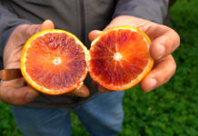 L'Arancia Rossa di Sicilia Igp è ricchissima di antociani (polifenoli)