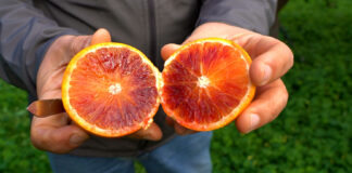 L'Arancia Rossa di Sicilia Igp è ricchissima di antociani (polifenoli)