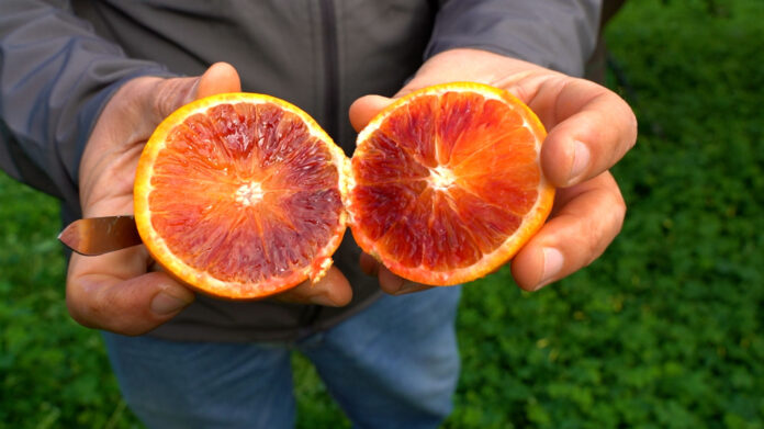 L'Arancia Rossa di Sicilia Igp è ricchissima di antociani (polifenoli)