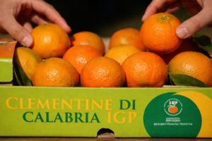 Le clementine di Calabria Igp rispettano rigorosi disciplinari per l'uso di agrofarmaci