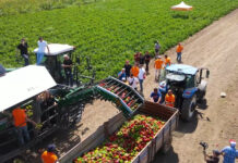 Le strategie di Basf Nunhems nella raccolta meccanizzata del peperone #freshtalks