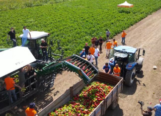 Le strategie di Basf Nunhems nella raccolta meccanizzata del peperone #freshtalks