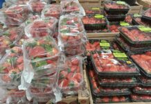 Fragole in piena produzione