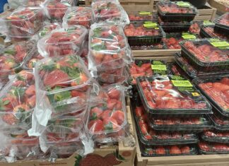 Fragole in piena produzione