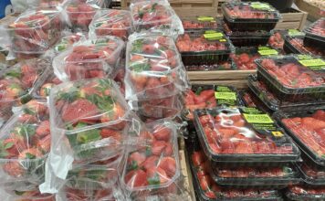 Fragole in piena produzione