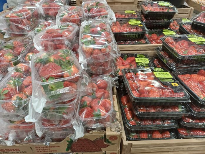 Fragole in piena produzione