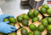 Avocado sempre pi&ugrave; star delle vendite in Italia di ortofrutta