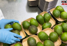 Business da 80 miliardi: focus a Macfrut 2026 su avocado e mango Avocado sempre più star delle vendite in Italia di ortofrutta