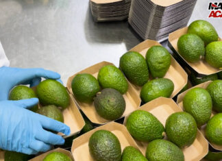 Avocado sempre più star delle vendite in Italia di ortofrutta