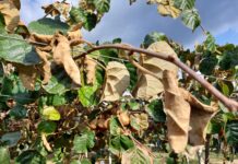 Gli effetti in pianta della moria del kiwi