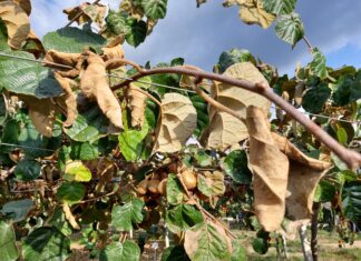 Gli effetti in pianta della moria del kiwi