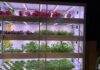 Dem (Gros-Selex) testa il vertical farming in reparto #Repartofresh