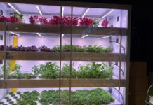 Dem (Gros-Selex) testa il vertical farming in reparto #Repartofresh