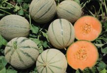 Melone retato Barbera International