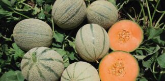 Melone retato Barbera International