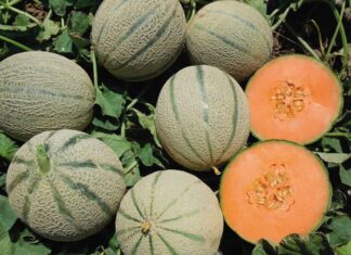 Melone retato Barbera International