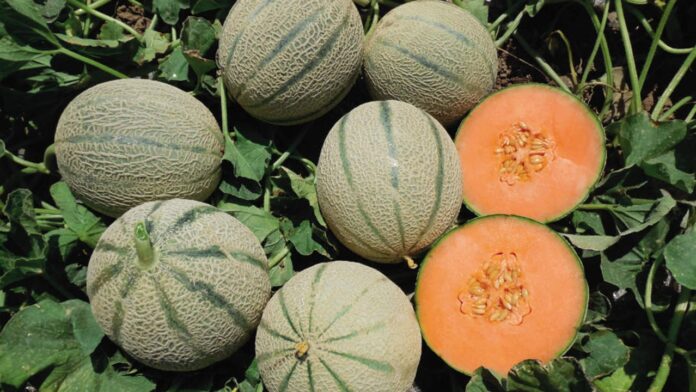 Melone retato Barbera International