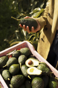 Avocado bio BioSikelia