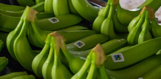 Banane certificate Fairtrade Italia