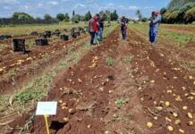 Romagnoli avvia la campagna delle patate novelle siciliane 2026 Campi coltivati a patate novelle Romagnoli
