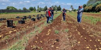 Campi coltivati a patate novelle Romagnoli
