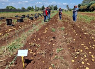 Romagnoli avvia la campagna delle patate novelle siciliane 2026 Campi coltivati a patate novelle Romagnoli