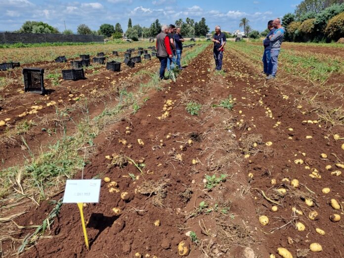 romagnoli_patate Campi coltivati a patate novelle Romagnoli