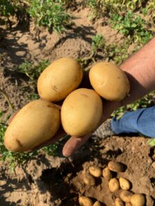 Patate novelle Romagnoli