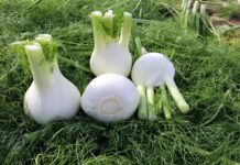 Variet&agrave; di Finocchio Michelangelo HM.CLAUSE: pomi bianchi, tondi e di qualit&agrave; pronti per il reparto ortofrutta, ideali per stimolare consumi ed export